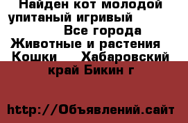 Найден кот,молодой упитаный игривый 12.03.2017 - Все города Животные и растения » Кошки   . Хабаровский край,Бикин г.